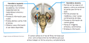 Funciones de los hemisferios cerebrales.png
